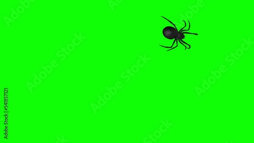 Screen Spider - Black Widow - Crawling Around - Animation Loop - Green Screen