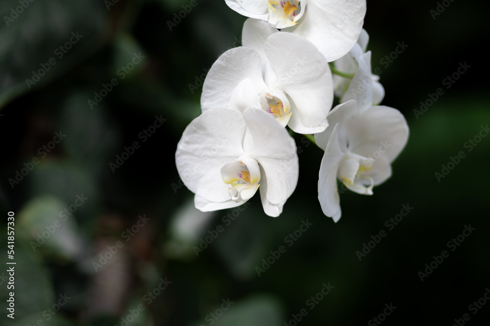 Fototapeta premium Beautiful white petals of an orchid flower on a dark background in a greenhouse. Growing orchid flowers. Empty space for text.