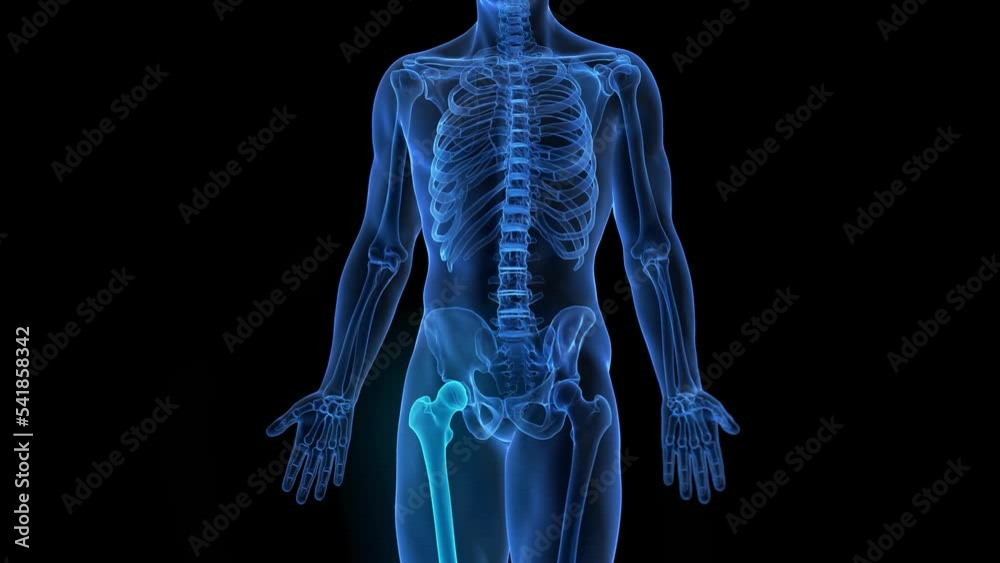 3d rendered medical animation of the hip joint 3d rendered medical animation of the hip joint