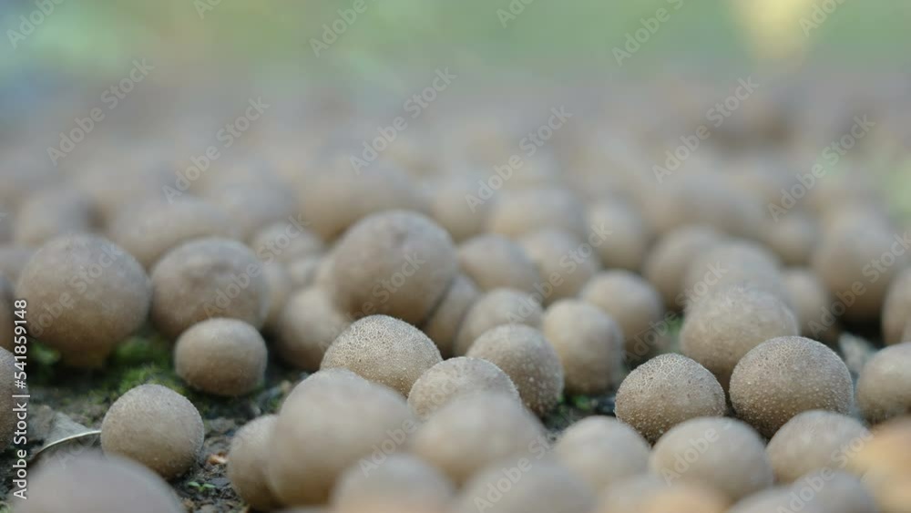 The head of the tiny puffball mushrooms growing on the forest ground in Estonia The head of the tiny puffball mushrooms growing on the forest ground in Estonia