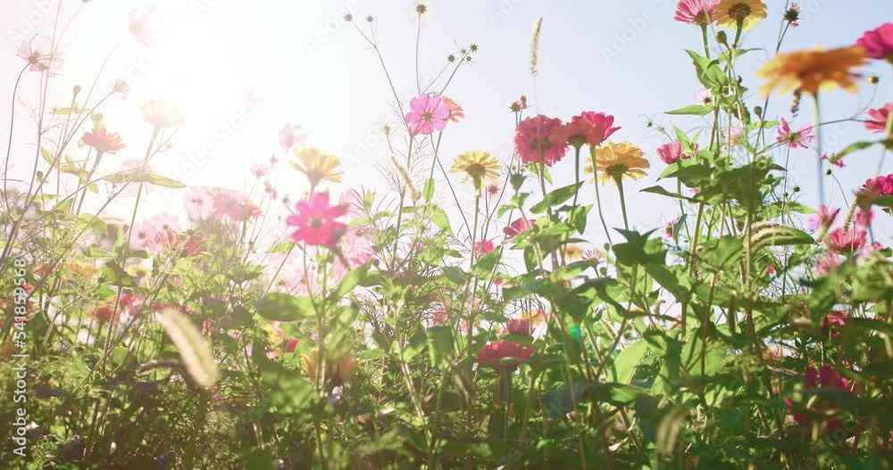 Wild flower in garden