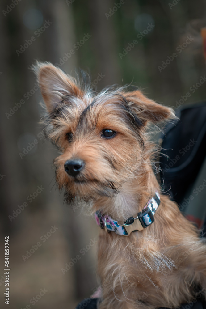 Beautiful thoroughbred Yorkshire terrier on a walk in the spring forest. Beautiful thoroughbred Yorkshire terrier on a walk in the spring forest.