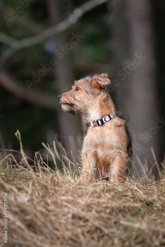 Beautiful thoroughbred Yorkshire terrier on a walk in the spring forest.