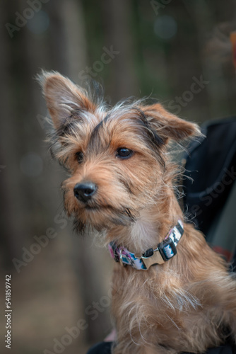 Beautiful thoroughbred Yorkshire terrier on a walk in the spring forest. © shymar27