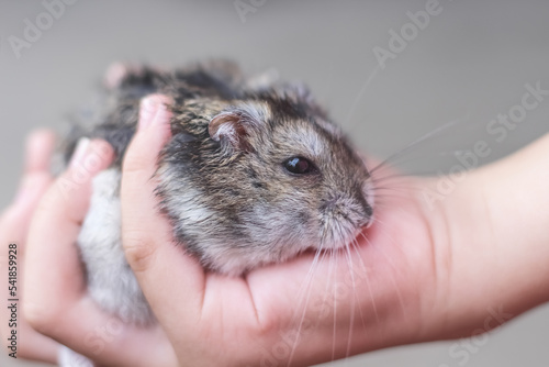 Cute cavia porcellus pig on asian child girl hands , pet and owner on background