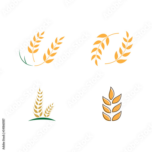 Agriculture wheat vector