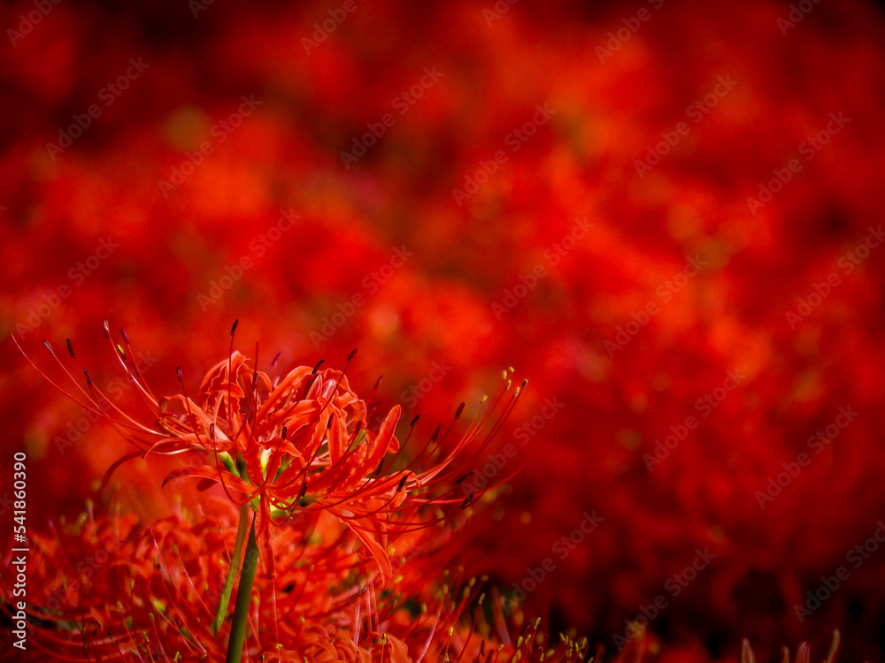 red poppy flower red poppy flower