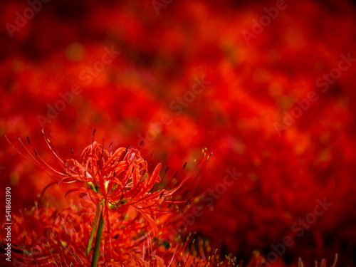 red poppy flower