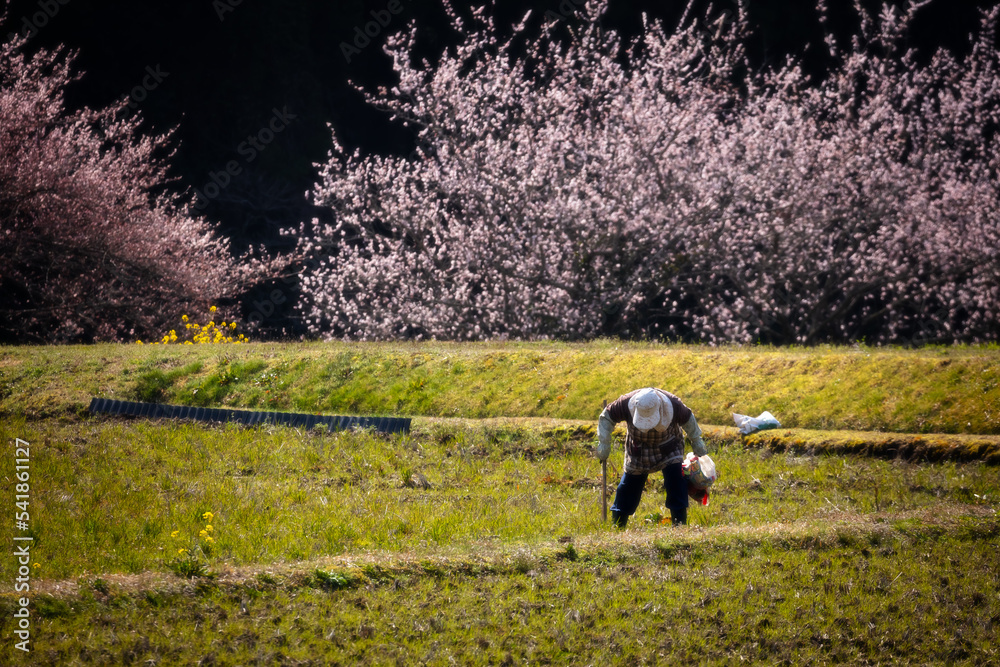 早春の田んぼの老農婦 #ot / 山口県周南市高瀬