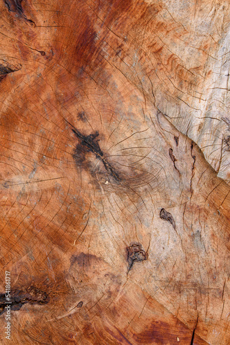 Close up of sawn tree trunk in warm tones