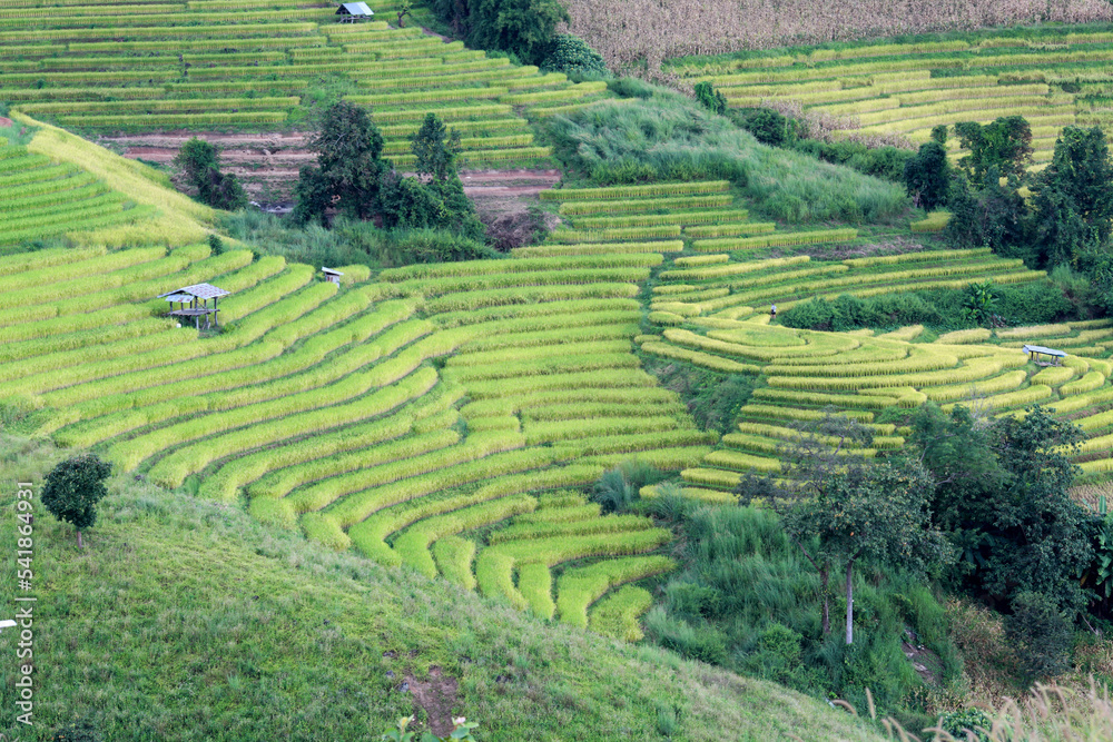 step of field rice in thailand