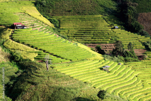 step of field rice in thailand