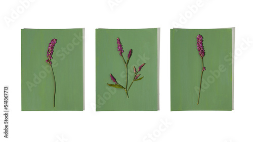 Single dried pressed flowers on blue green background. Wildflower for Botanical wall art. Bohi interior design style. photo