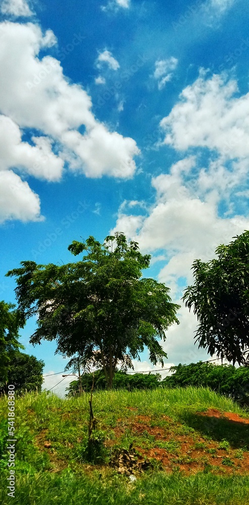 Obraz premium tree and sky