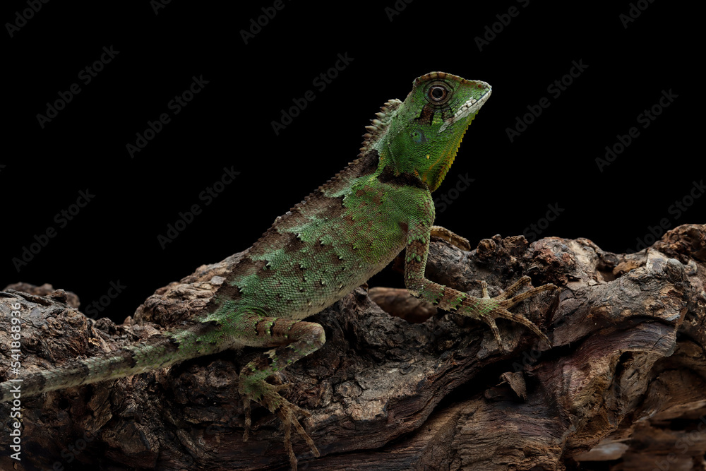 Gonocephalus kuhlii lizard closeup on wood, Closeup head of