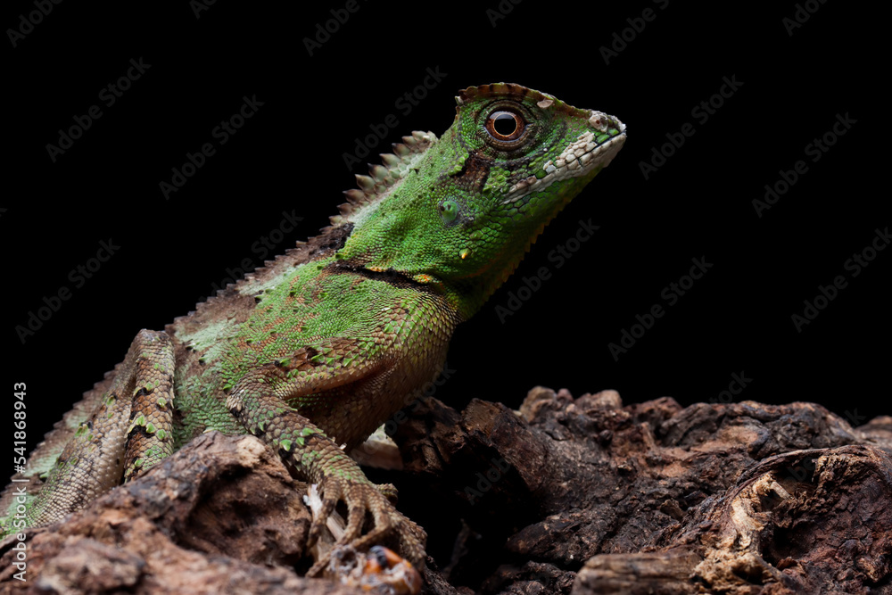 Gonocephalus kuhlii lizard closeup on wood, Closeup head of Gonocephalus kuhlii lizard Gonocephalus kuhlii lizard closeup on wood, Closeup head of Gonocephalus kuhlii lizard