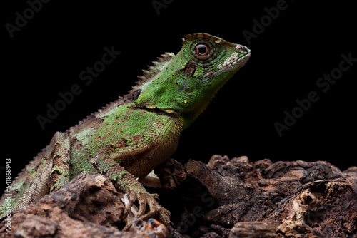 Gonocephalus kuhlii lizard closeup on wood  Closeup head of Gonocephalus kuhlii lizard 