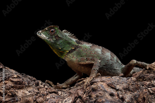 Gonocephalus kuhlii lizard closeup on wood  Closeup head of Gonocephalus kuhlii lizard 