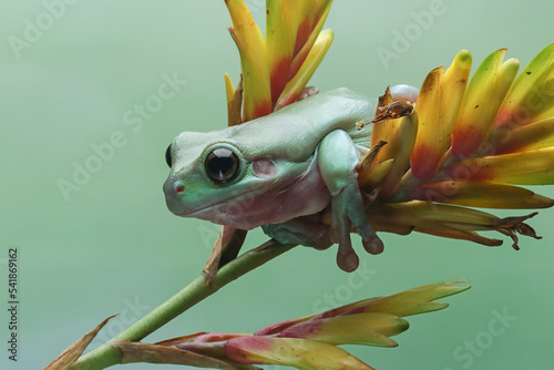 Obraz na plátně Dumpy frog litoria caerulea on Branch