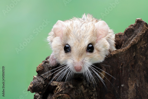 Cute gerbil fat tail crawls on wood, Garbil fat tail closeup head photo