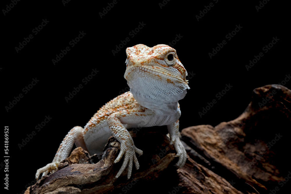 Closeup Bearded Dragon on wood with isolated background, Bearded Dragon