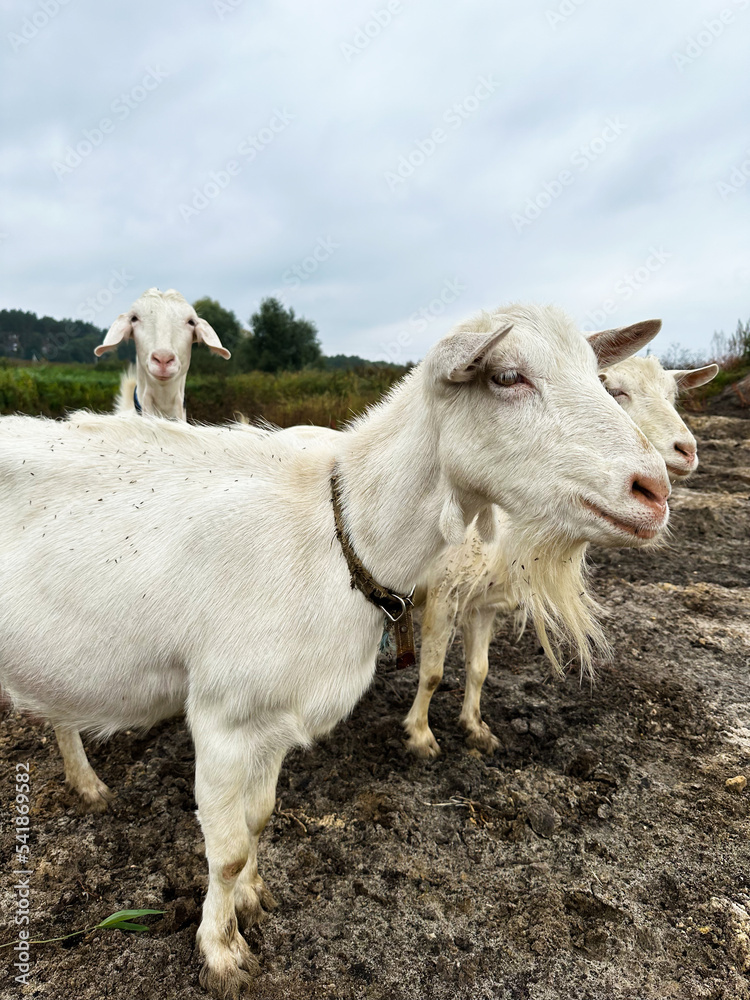 Three white goats graze outdoors. Free range goats, small goat milk and cheese farm. Three white goats graze outdoors. Free range goats, small goat milk and cheese farm.