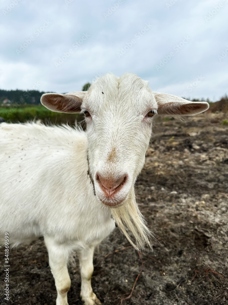 White goat is looking at the camera. Free range goats in the field, small goat milk and cheese farm. White goat is looking at the camera. Free range goats in the field, small goat milk and cheese farm.