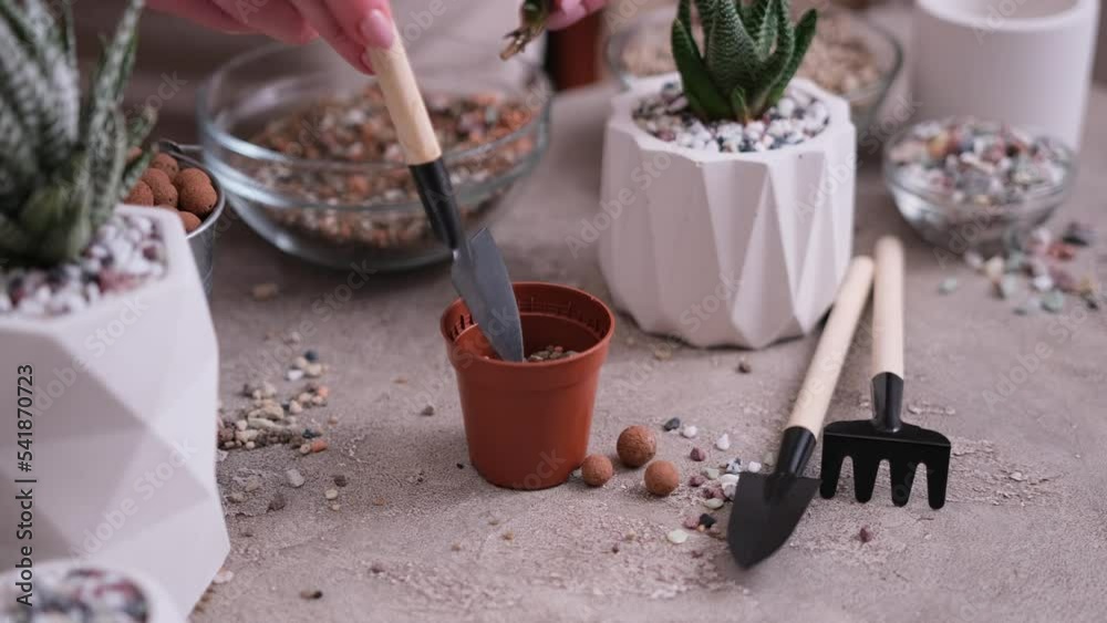 Woman putting gravel soil into small brown plastic Pot potting planting Haworthia Succulent plant Woman putting gravel soil into small brown plastic Pot potting planting Haworthia Succulent plant