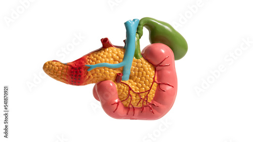 Photo of a pancreas mockup on a white background. For your design. photo