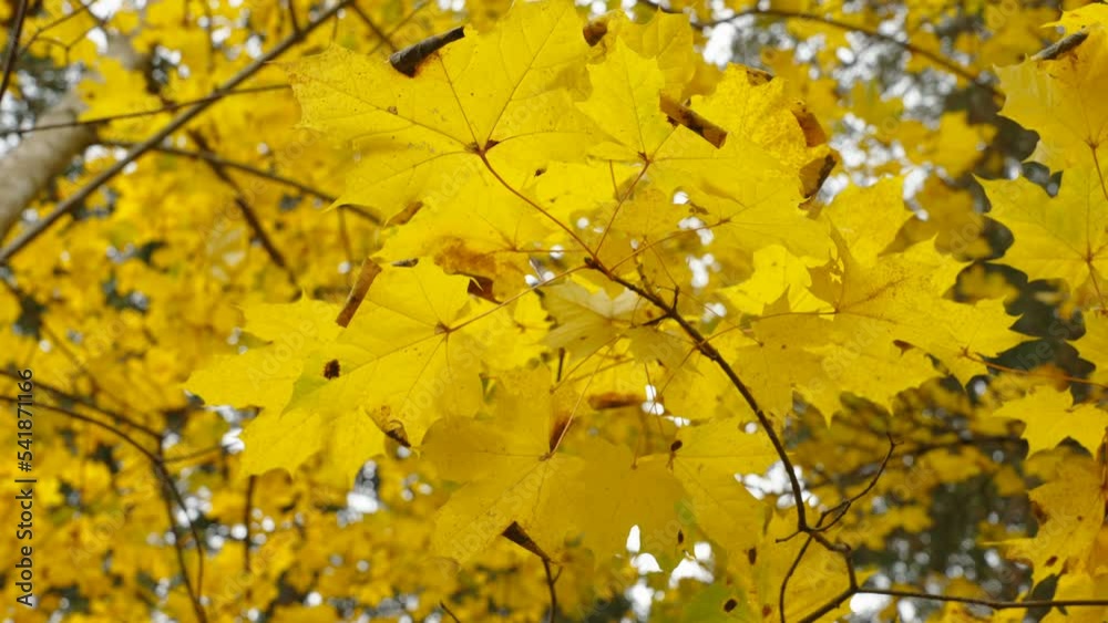 The color golden yellow leaves of the maple tree waving on the breeze of the wind in Estonia The color golden yellow leaves of the maple tree waving on the breeze of the wind in Estonia