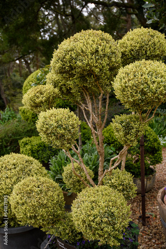 Topiary Sculpture Garden in Blackwood, Victoria
