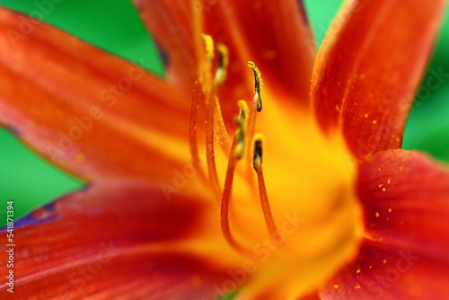 Close up of an orange lily