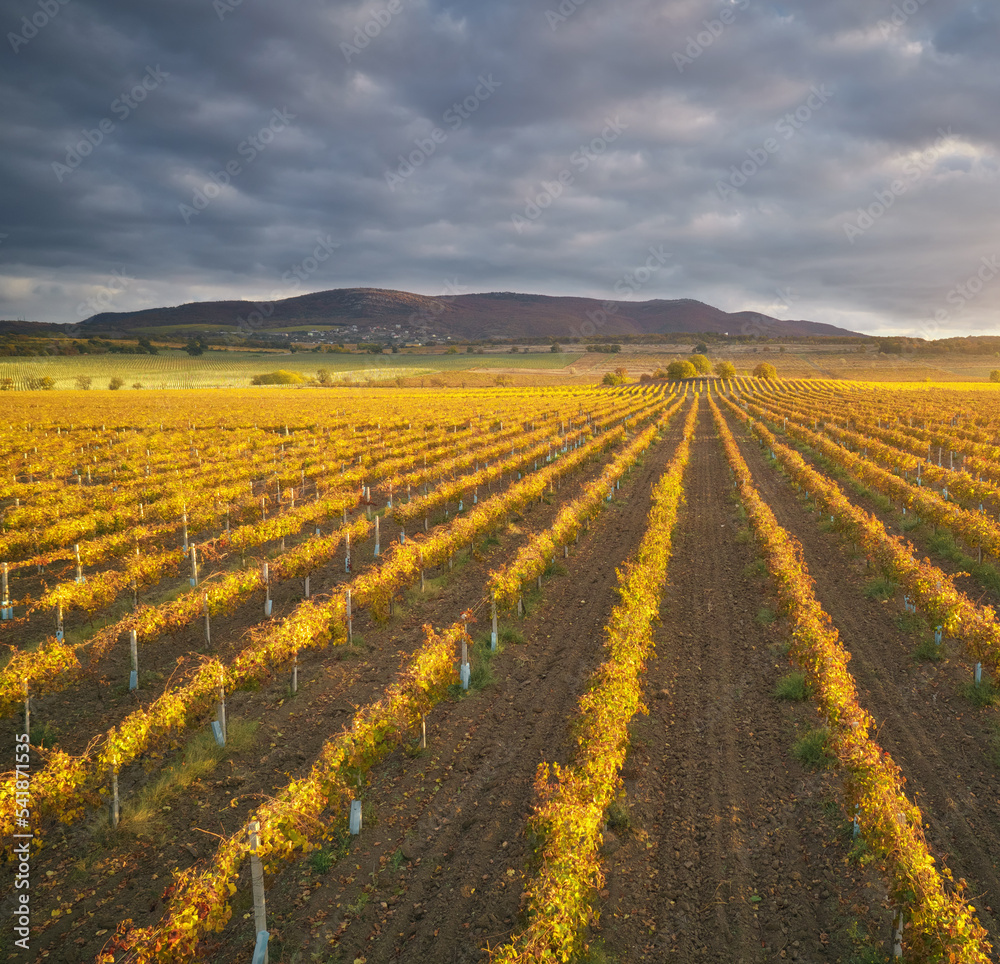 Vineyard field on the sunset.
