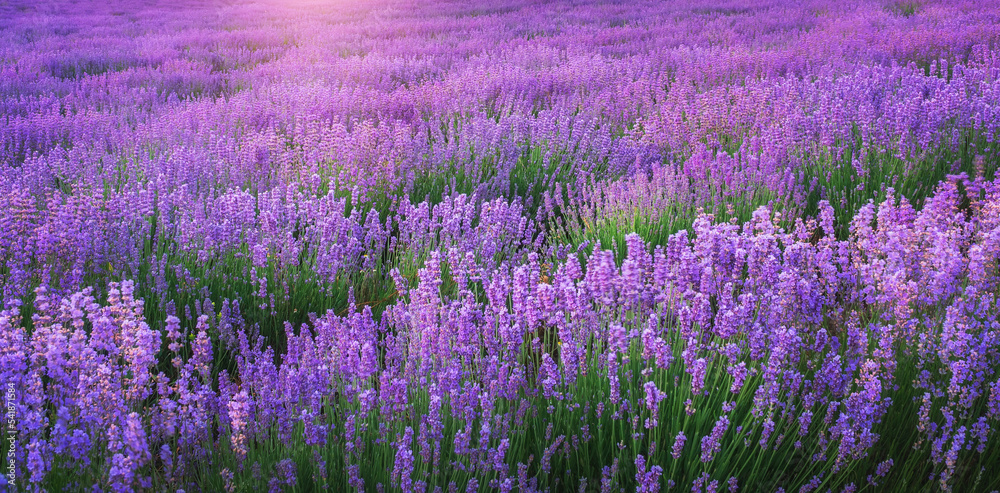 Naklejka premium Meadow of lavender at sunrise.