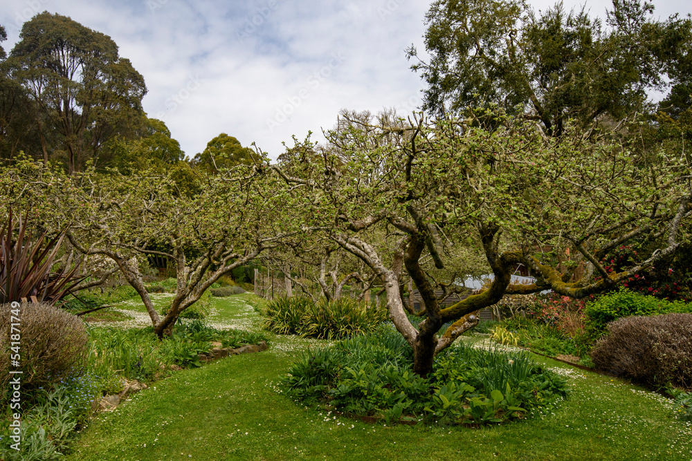 Spring garden Garden of Erth in Blackwood, Victoria Australia