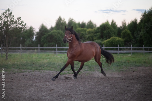 Photo of a running mare in the open air
