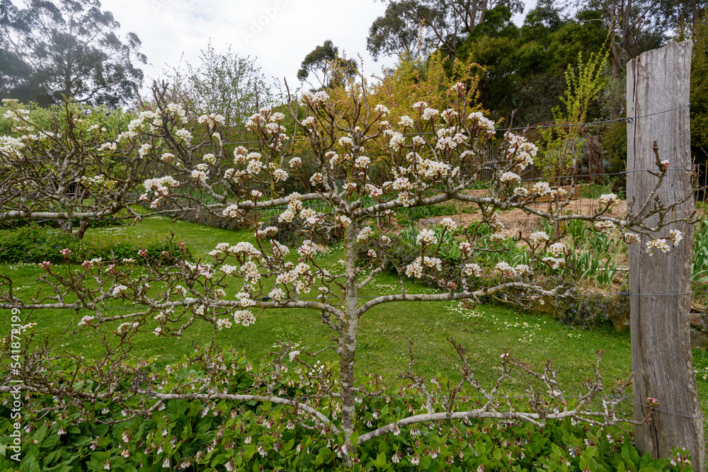 Spring garden Garden of Erth in Blackwood, Victoria Australia