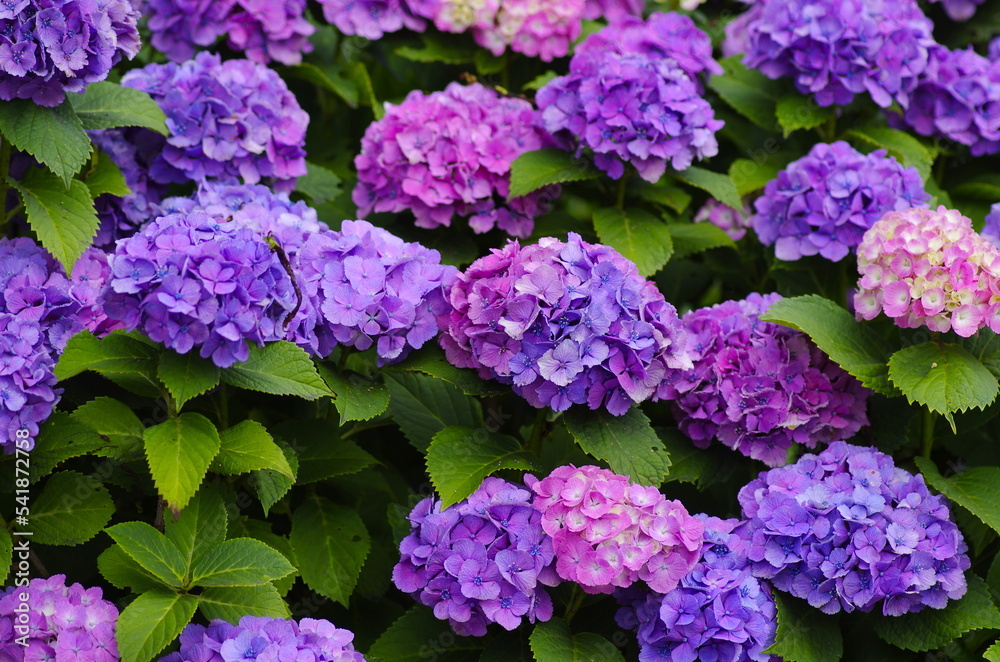Ajisai (Hydrangea macrophylla) , a species of deciduous shrub in the family Hydrangeaceae Ajisai (Hydrangea macrophylla) , a species of deciduous shrub in the family Hydrangeaceae