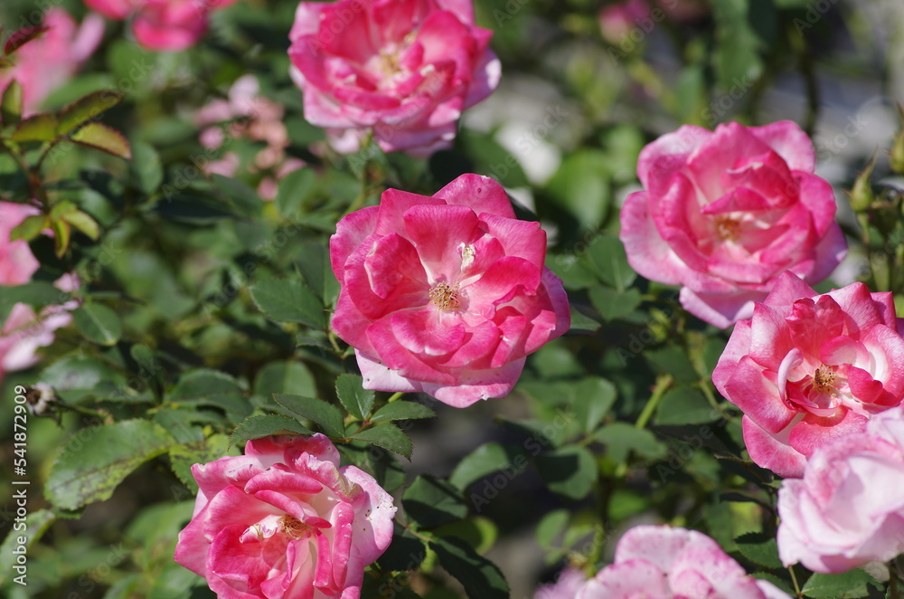 Autumn roses in various varieties