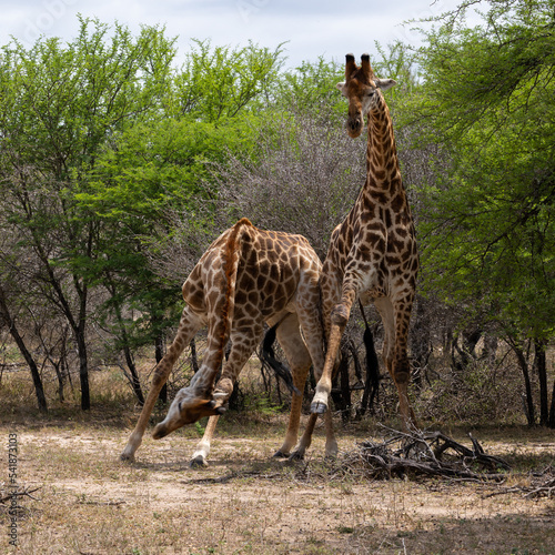 Photography Giraffe bulls necking and fighting
