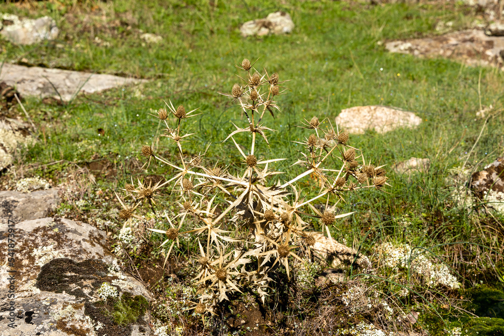 Obraz premium dry thistle plant in the mountains of Guadarrama in Madrid