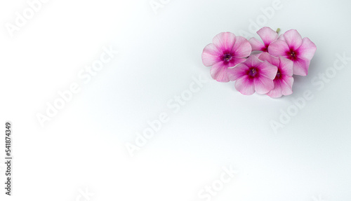 White background with pink flowers. A greeting card with a clean place for text. Three pink flowers on a white isolate.