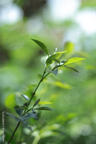 Blurred garden in spring nature outdoor background, Blur green tree park in summer background, banner, Defocus spring foliage countryside with abstrct bokeh light wallpaper, poster