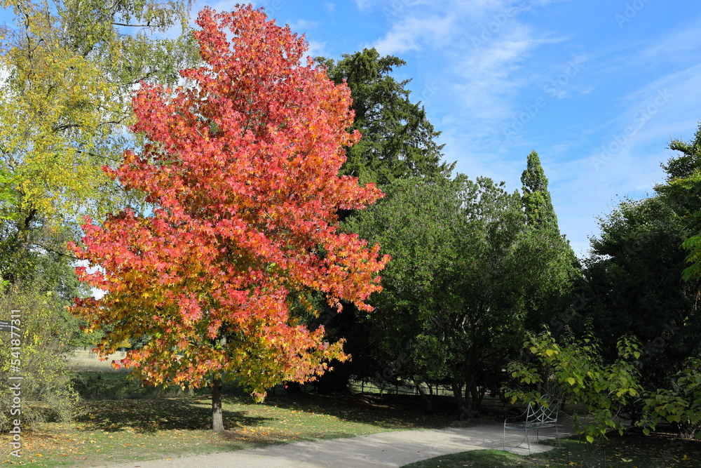 Naklejka premium Autumn trees in the park
