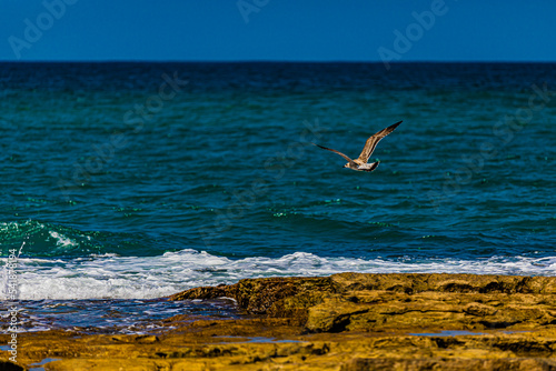 seagull on the beach © AlexTow