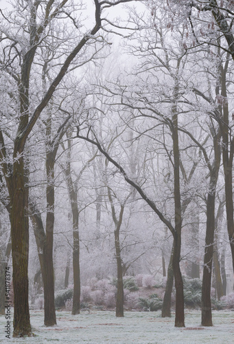 Frosty trees in the park in winter, on a foggy day © Calin Tatu