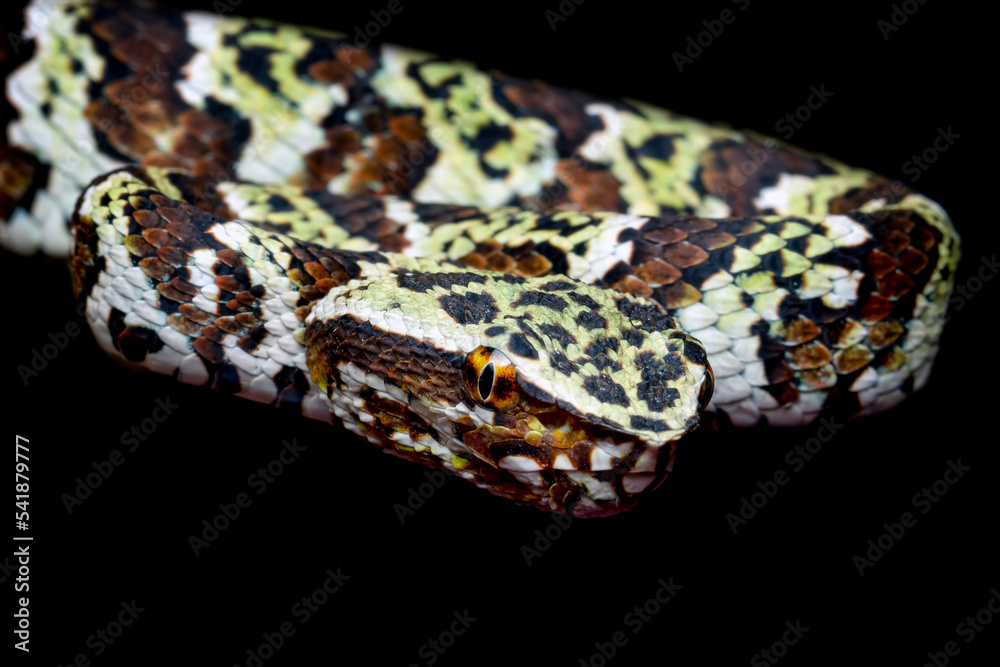 Obraz premium Tropidolaemus laticinctus closeup, Viper snake Tropidolaemus laticinctus closeup, Indonesian viper snake