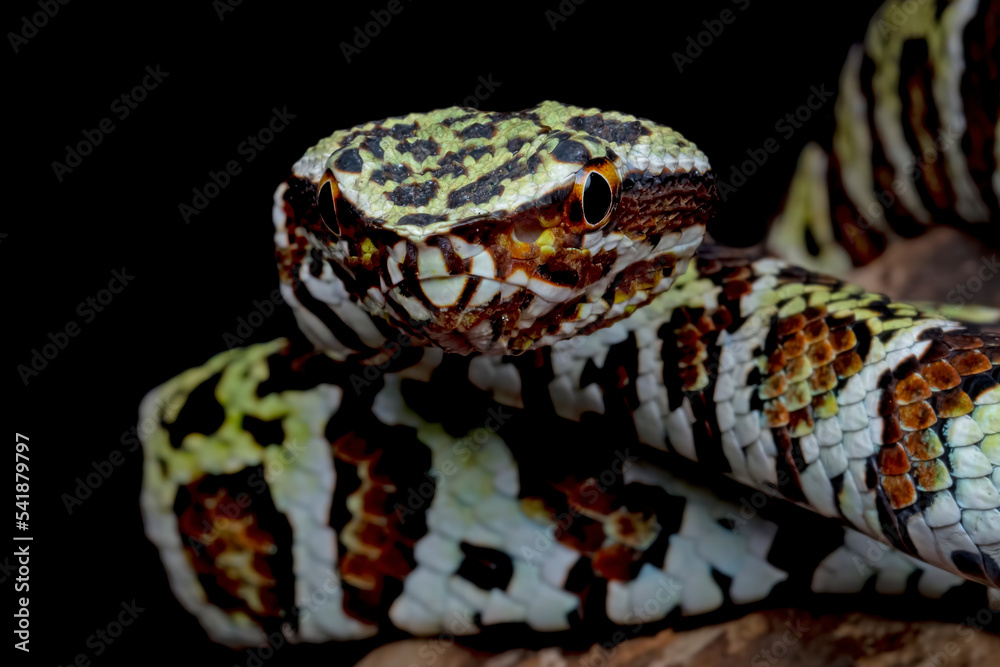 Tropidolaemus laticinctus closeup, Viper snake Tropidolaemus