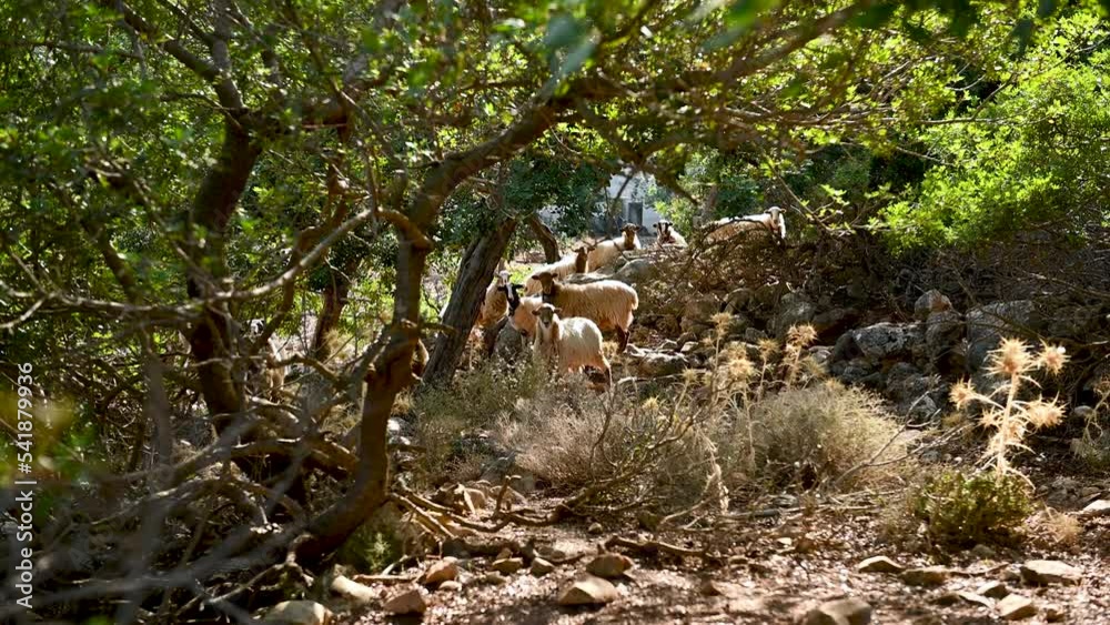 A small flock of domestic sheep grazing in a mountainous area A small flock of domestic sheep grazing in a mountainous area