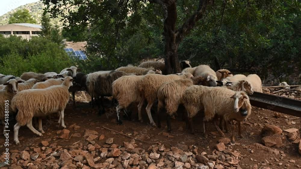 A small flock of domestic sheep grazing in a mountainous area A small flock of domestic sheep grazing in a mountainous area